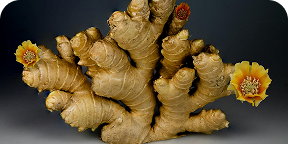 Ginger Root