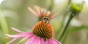 Echinacea