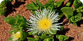 Kanna (Sceletium tortuosum)