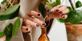 Ashwagandha Root Extract 