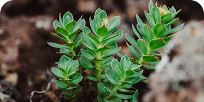 Rhodiola Rosea