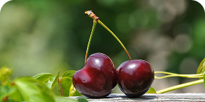 Cherry Extract